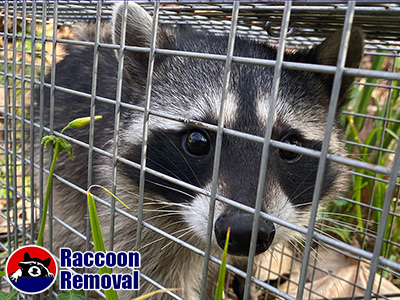 Boca Raton raccoon trapping